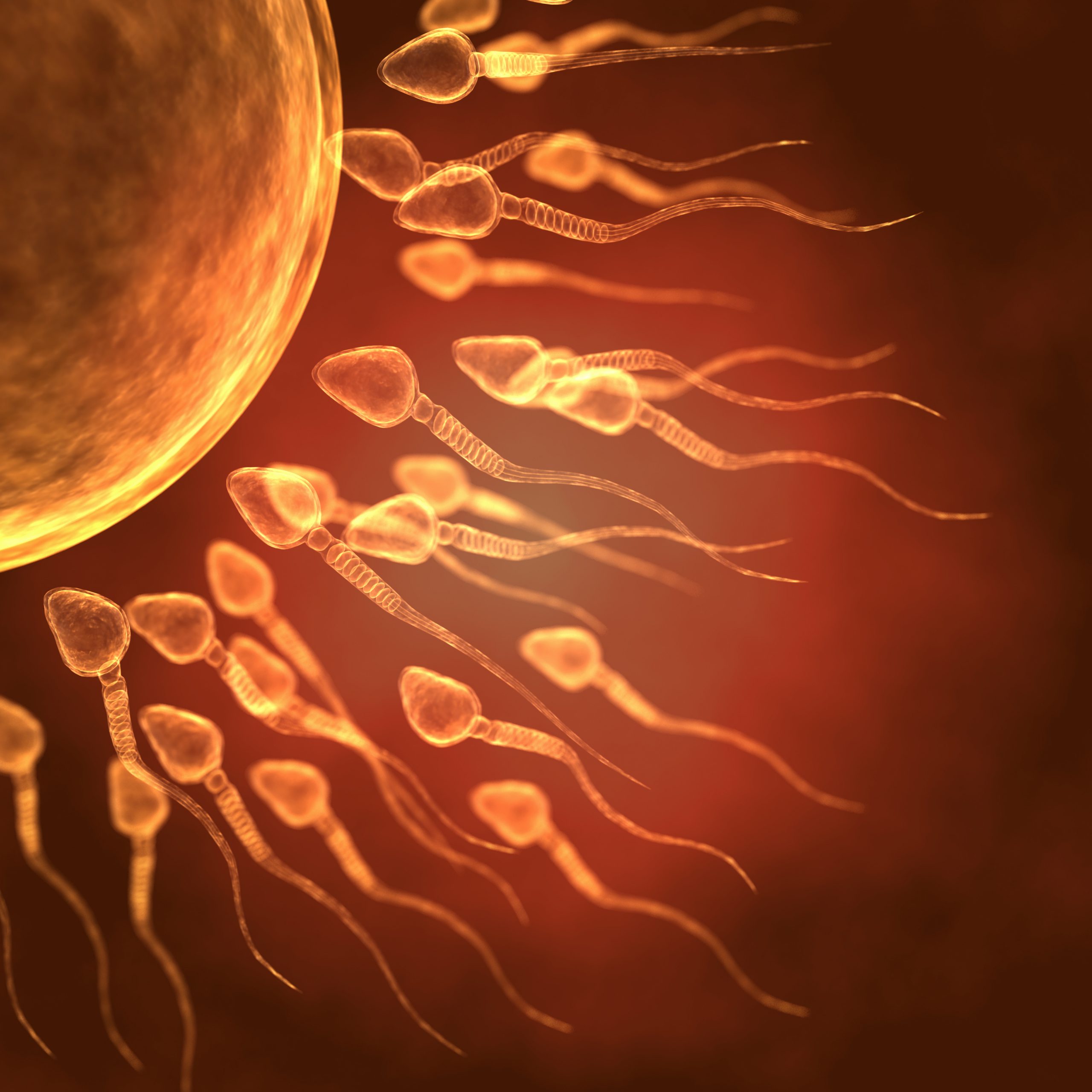 sperma zbliżająca się do jajka